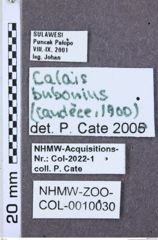 Etiketten zu Aeolus nigriventris (NHMW-ZOO-COL-0010030)